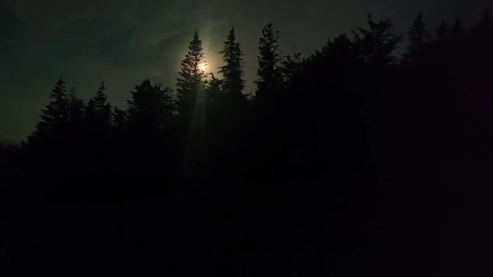 Nocny las w okolicy Jawornika