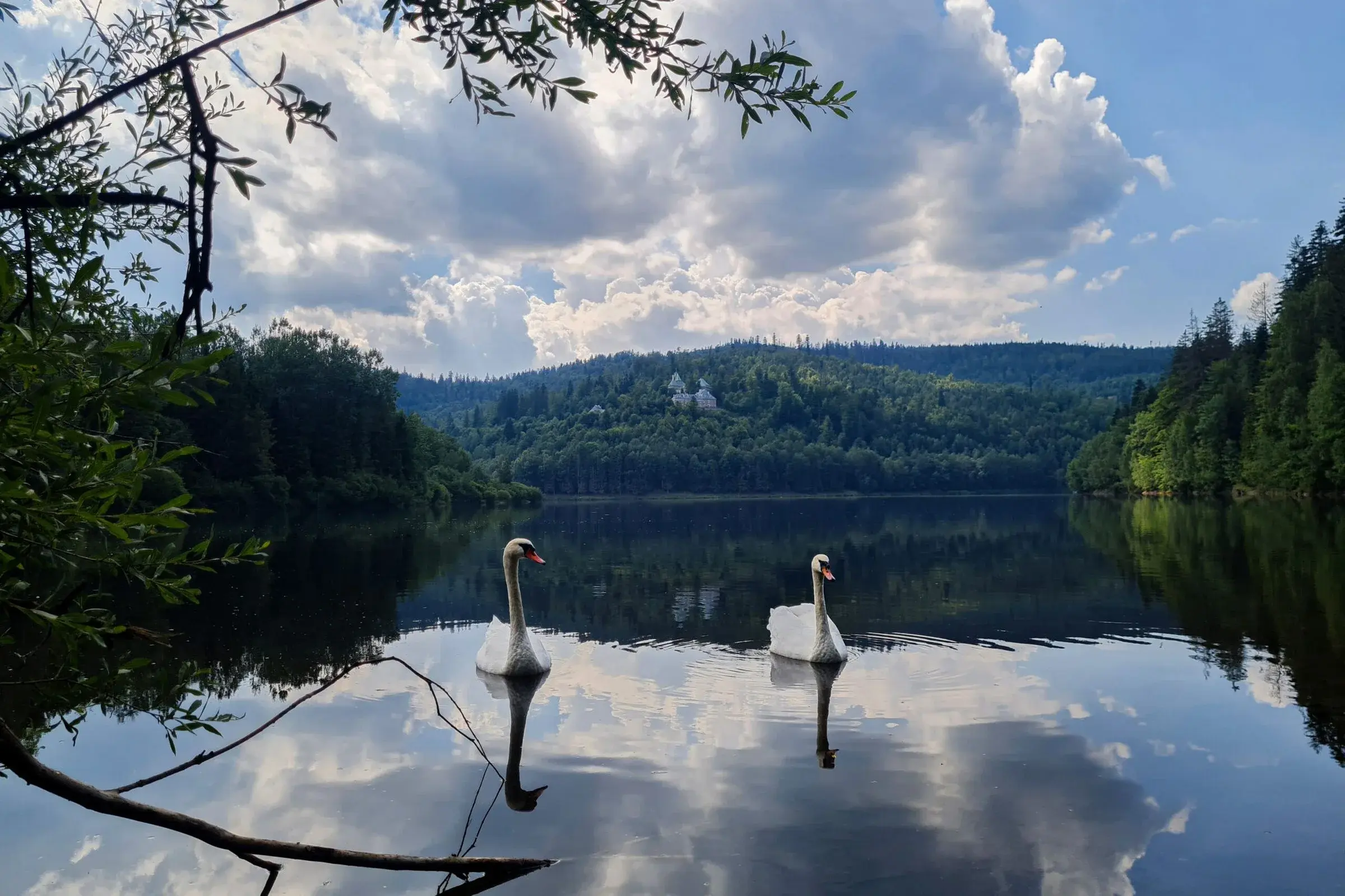 Staw z łabędziami w okolicy Wisły